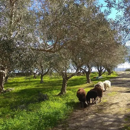 κτήμα τζαμήκα Διαμέρισμα